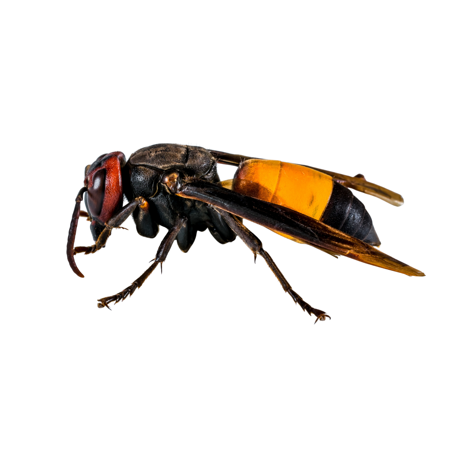 Hornisse – Vespa crabro
