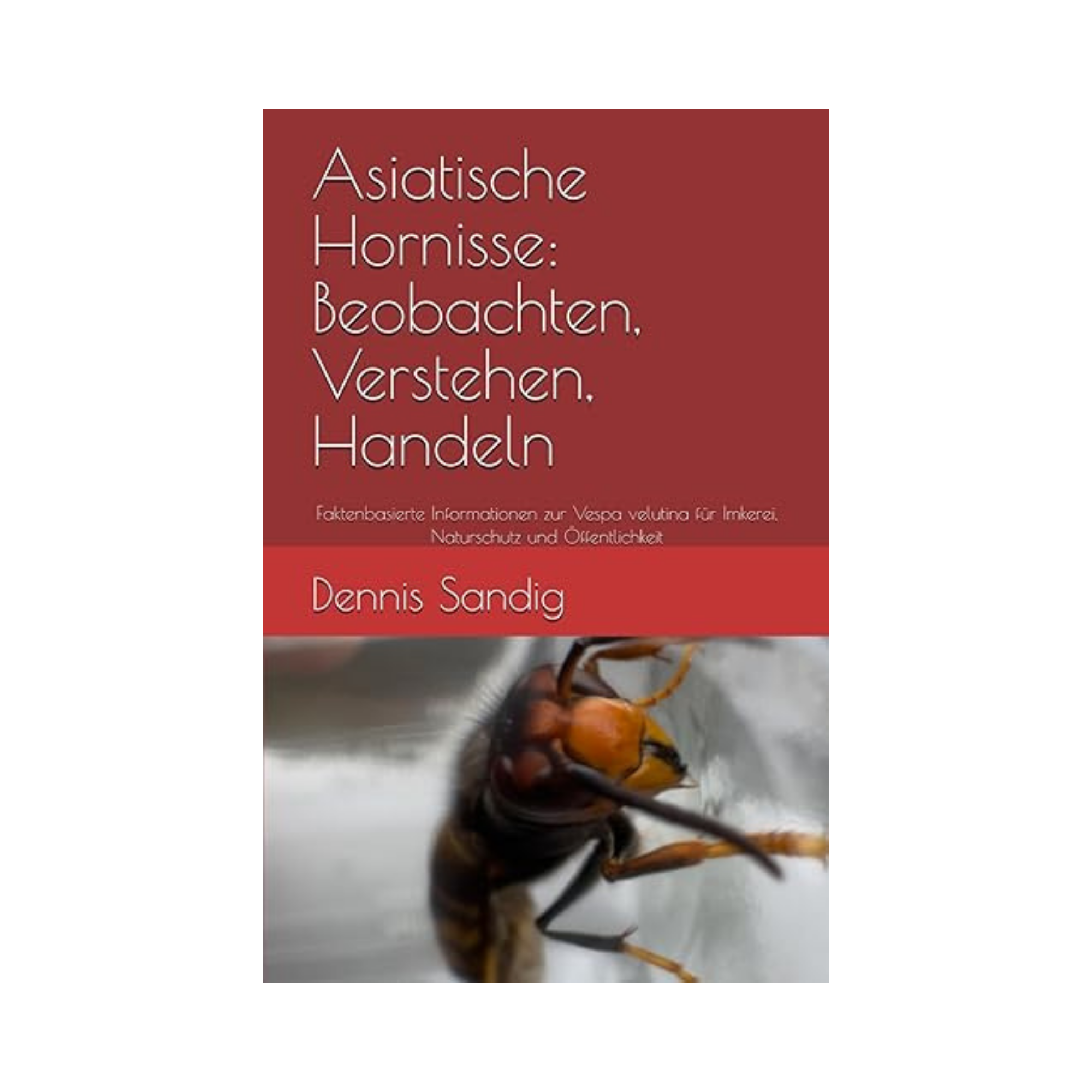 Asiatische Hornisse: Beobachten, Verstehen, Handeln