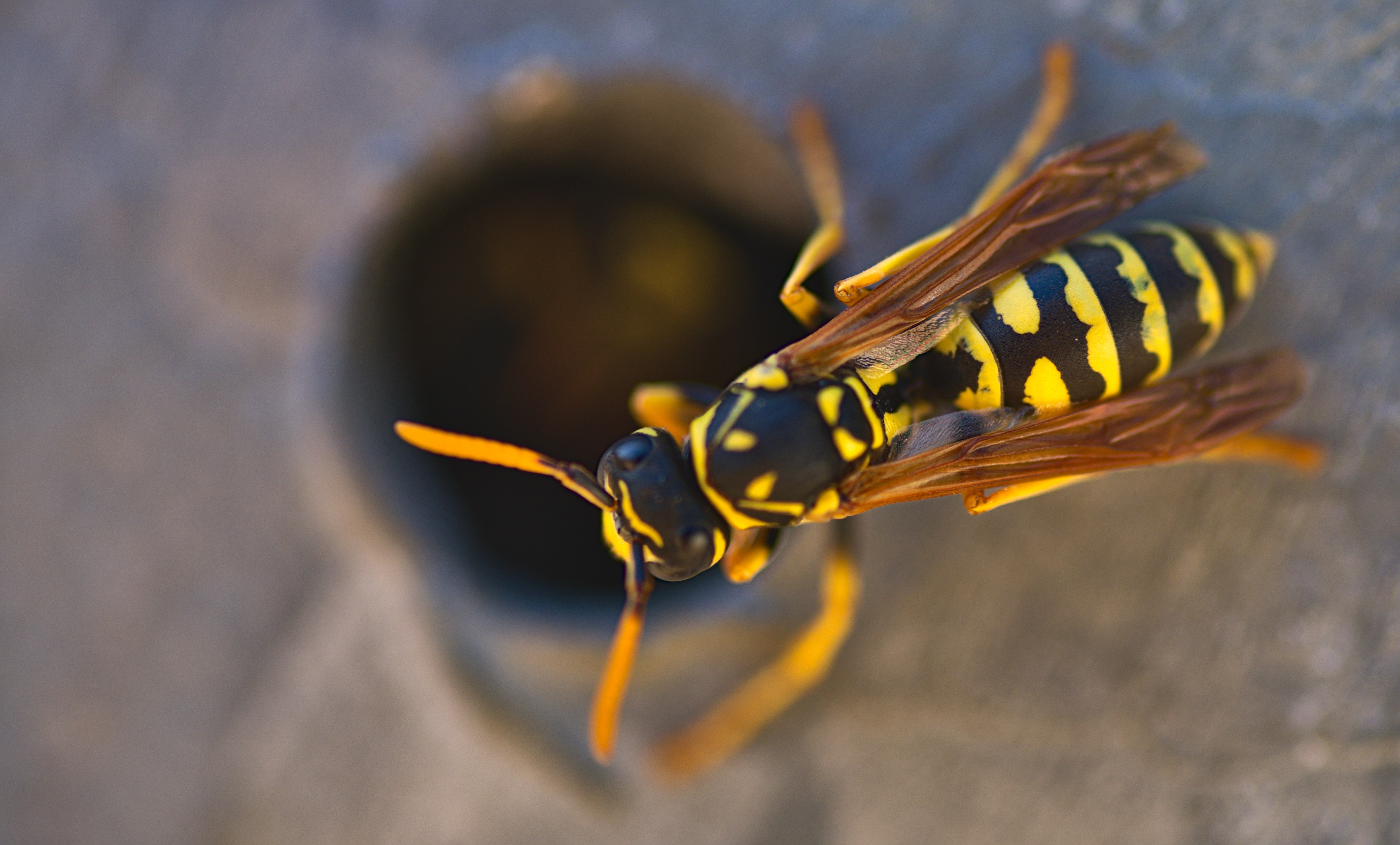 Hornisse – Vespa crabro Aussehen und Merkmale