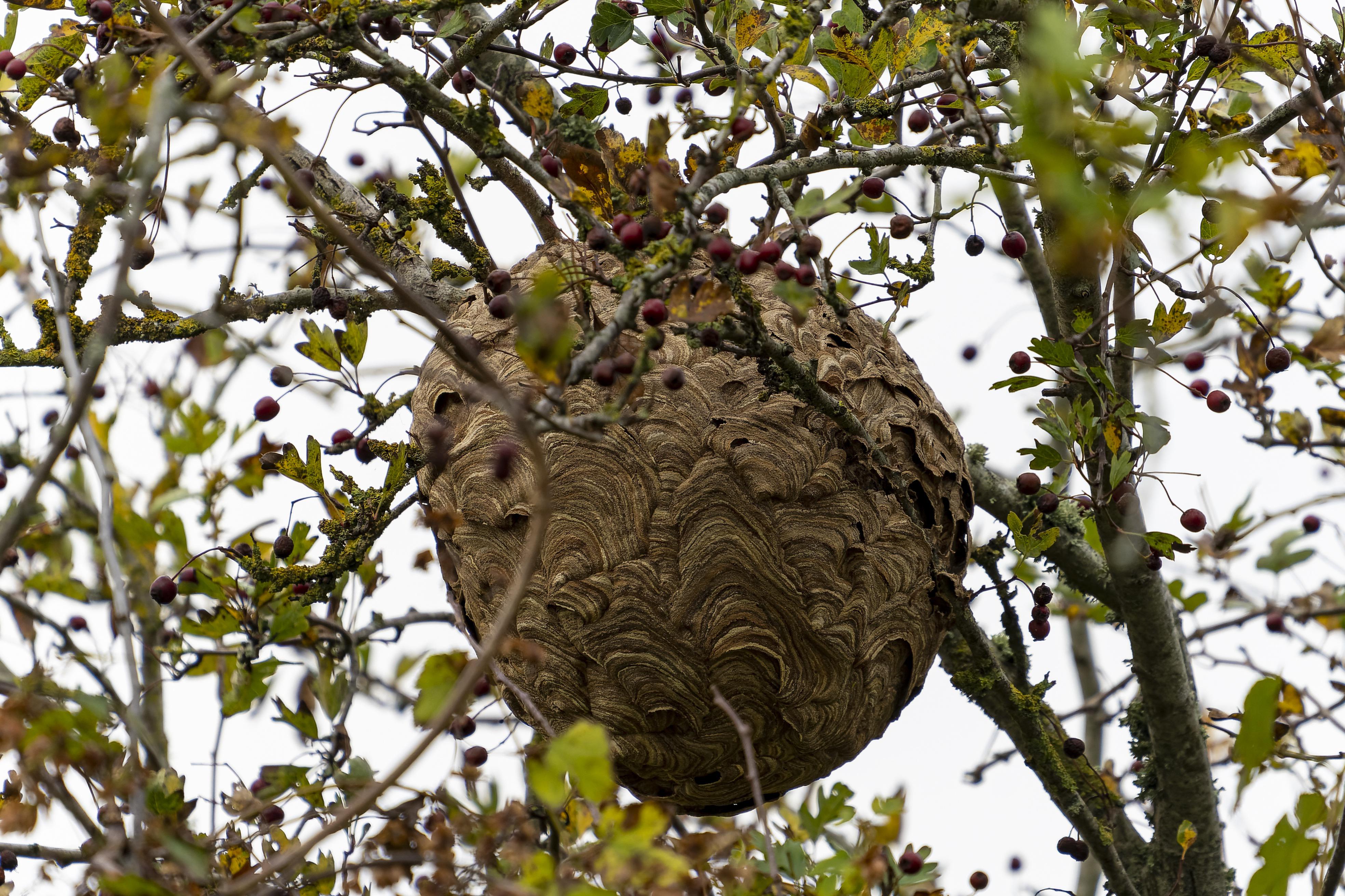 Hornissennest – typisches Papiernest der Vespa crabro